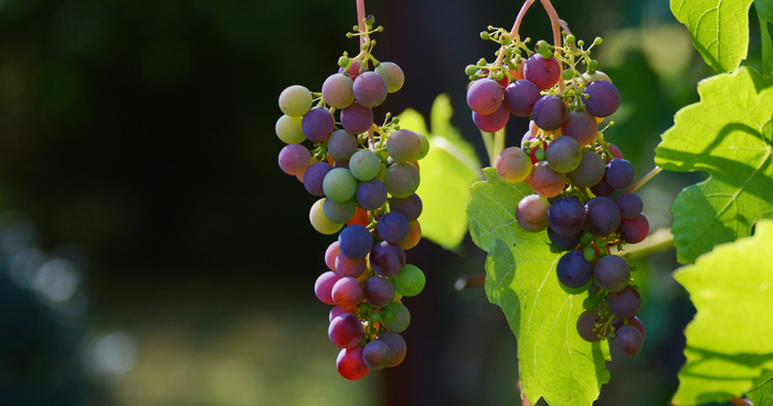 Coltivare il vino sul balcone