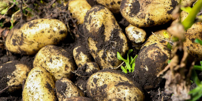 Piantare patate in aiuole rialzate: ecco cosa devi sapere