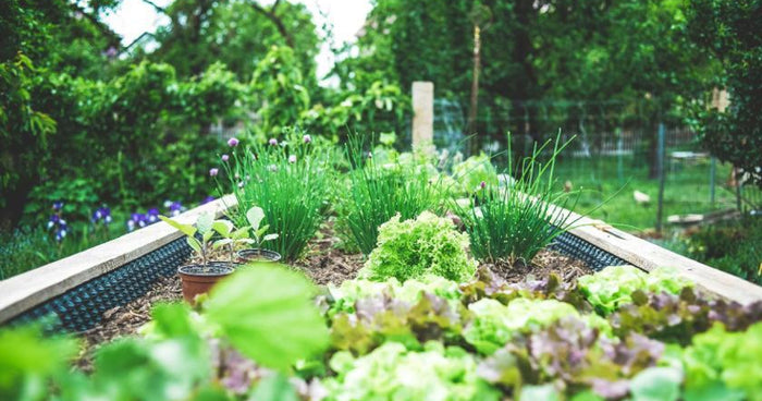 Giardinaggio urbano: oasi verdi in città