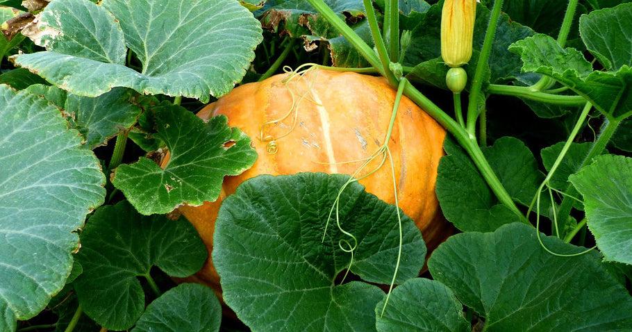 Zucca nel letto rialzato